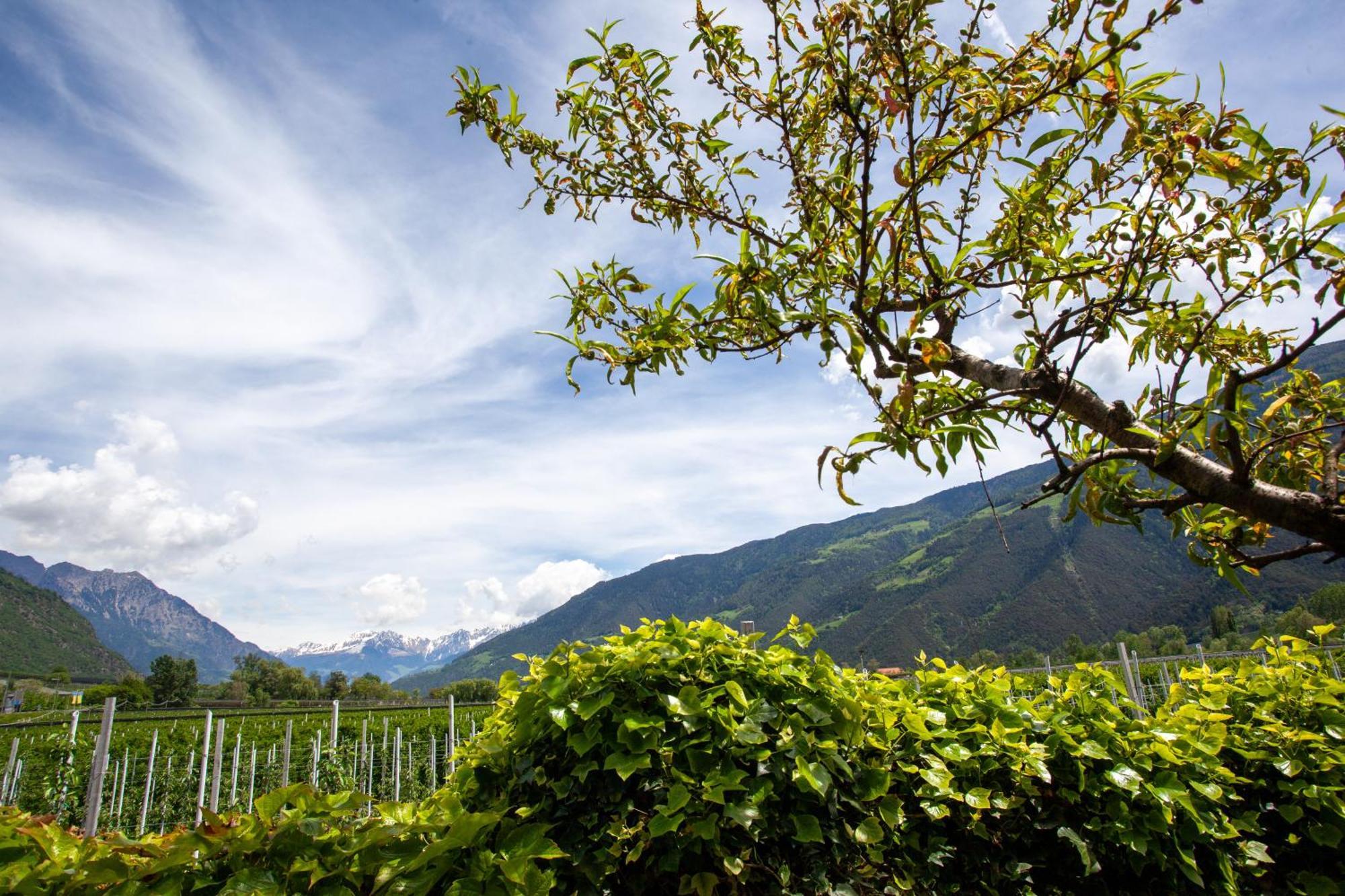 Hof Schupfer - Alpstay Naturns Exterior foto